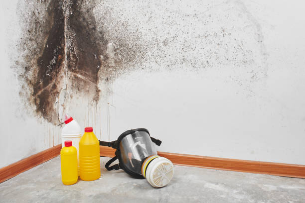 Best Post-Flood Mold Remediation in Bonita, CA