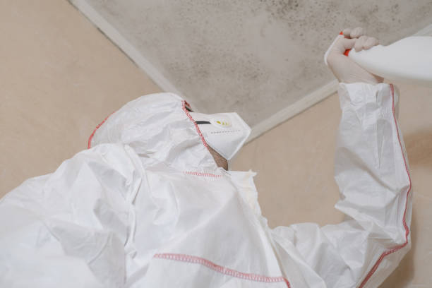 Best White Mold Remediation in Bonita, CA