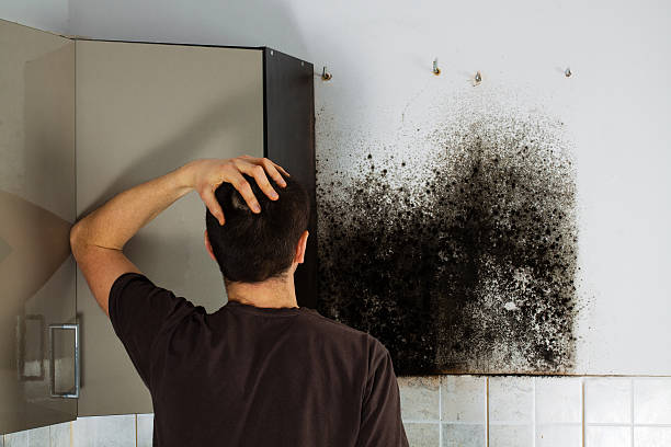 Best Residential Mold Remediation in Bonita, CA