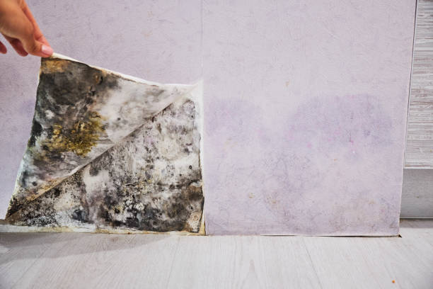 Best Health and Safety Mold Remediation in Bonita, CA